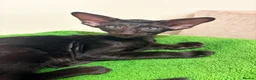 Oriental cats for sale: GCCF Registered Black Oriental Girl - Advert 1