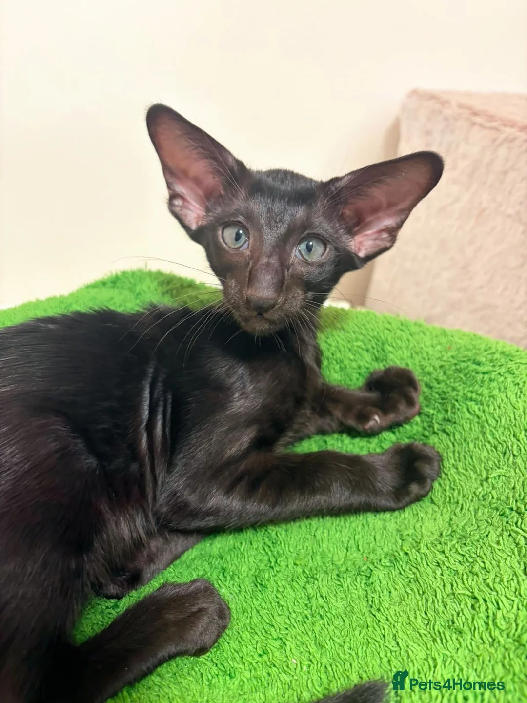 Oriental cats for sale: GCCF Registered Black Oriental Girl - Advert 1