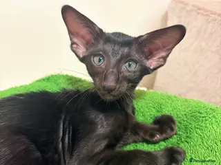 Oriental cats GCCF Registered Black Oriental Girl - Advert 3