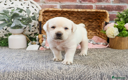 Labrador Retriever dogs for sale: Yellow Labrador Puppy - Image 7