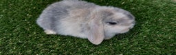 Mini Lop rabbits for sale: Adorable mini lop baby rabbits ready now - Advert 3