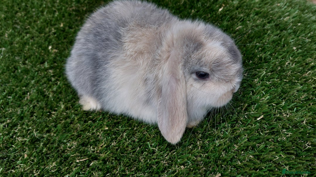 Mini Lop rabbits for sale: Adorable mini lop baby rabbits ready now - Advert 3