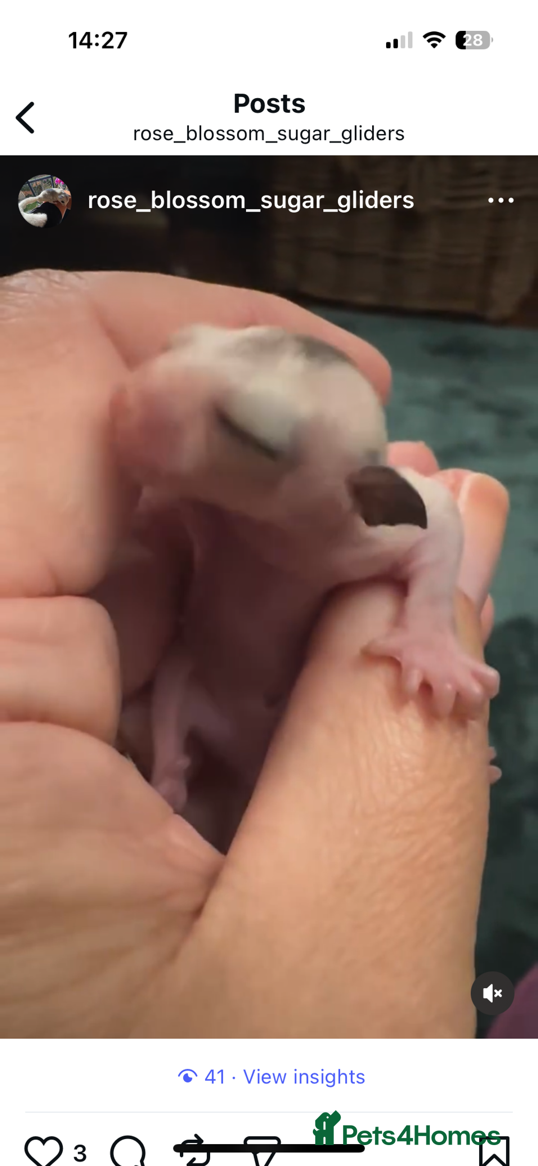 Sugar Glider rodents for sale: Sugar Gliders available to suitable homes - Advert 5