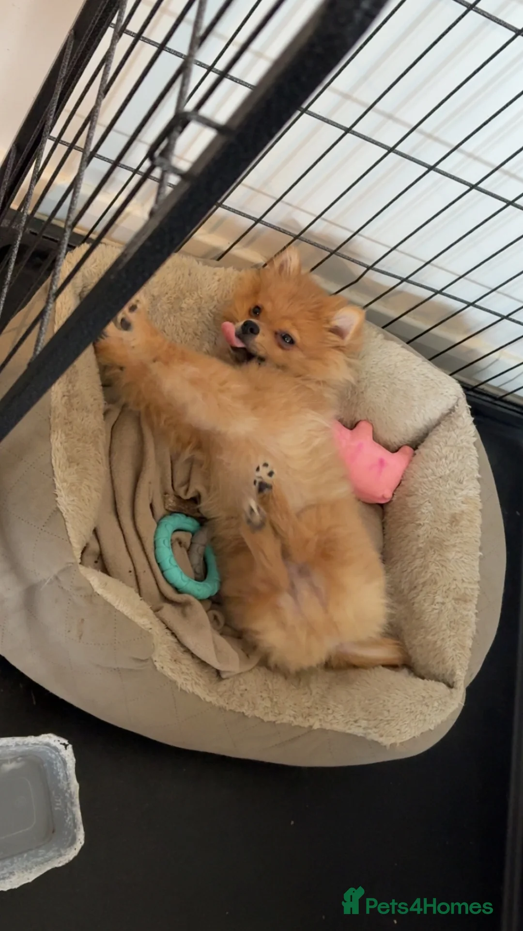 Pomchi dogs for sale: Male Pomchi  in Huntingdon - Advert 3