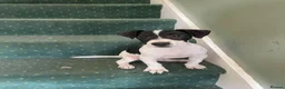 Jack Russell dogs for sale: 2 beautiful male Jack Russells - Advert 3