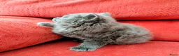 Mixed Breed cats for sale: Stunning Fluffy Kittens  - Advert 30