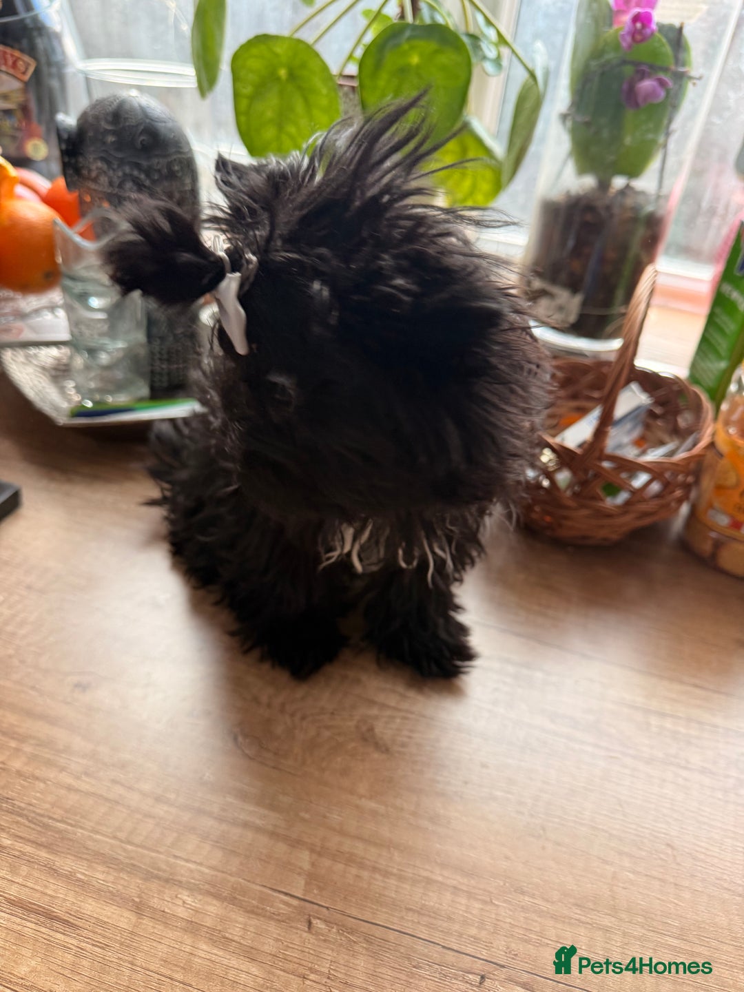 Yorkshire Terrier dogs for sale: 🖤 Black sweet girl ready to leave 💖 - Advert 9