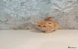 Munchkin cats for sale: 2 tiny legged rug hugger Persian munchkins - Image 18