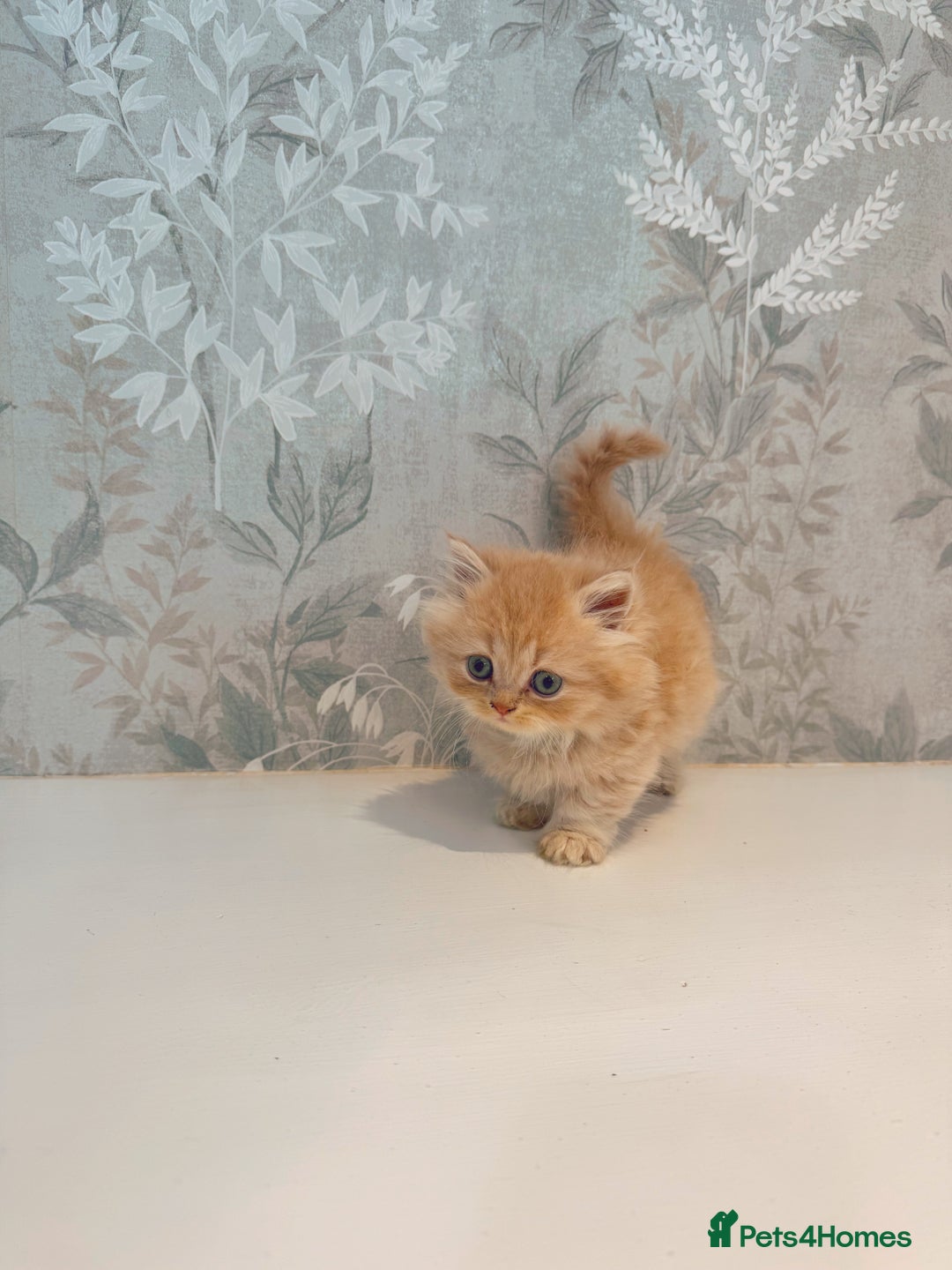 Munchkin cats for sale: 2 tiny legged rug hugger Persian munchkins - Image 18