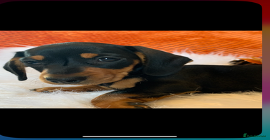 Miniature Dachshund dogs - Advert 13