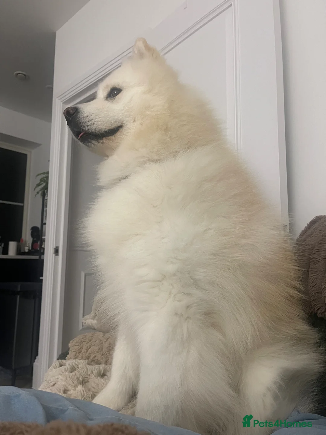 Samoyed dogs for sale: Samoyed boy for very sad sale in Billericay - Advert 2