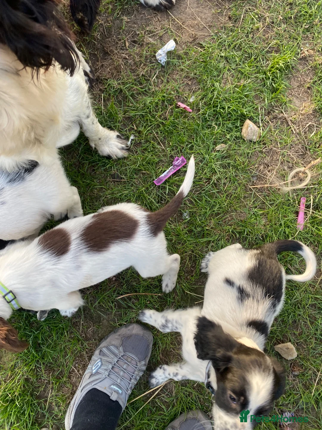 English Springer Spaniel dogs for sale: Springer Spaniel Puppies in Waterlooville - Advert 19