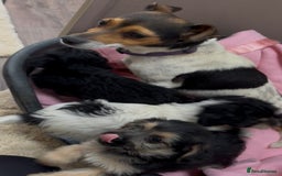 Jackapoo dogs for sale: Jackapoo puppy’s  - Image 9