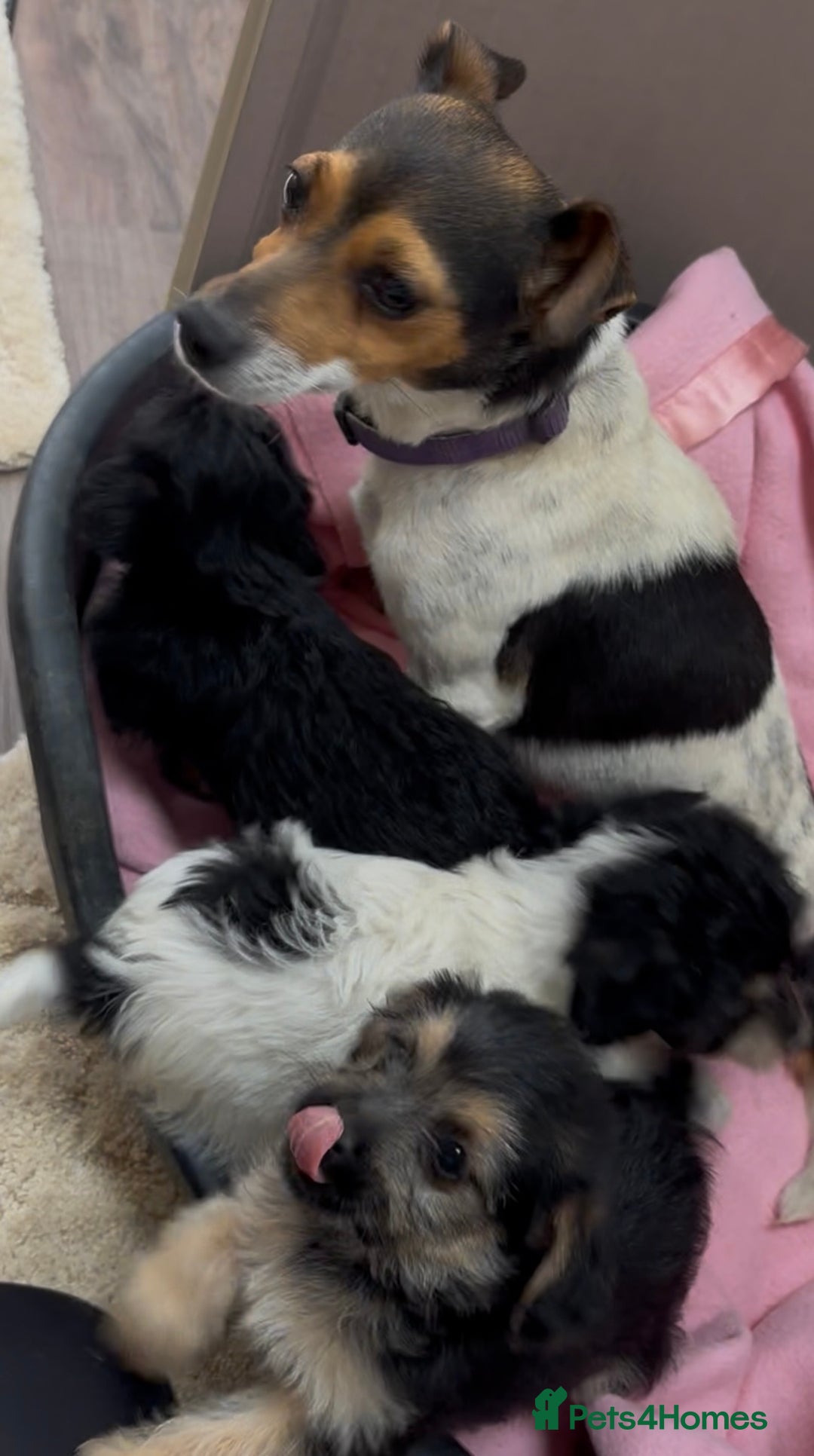 Jackapoo dogs for sale: Jackapoo puppy’s  - Image 9