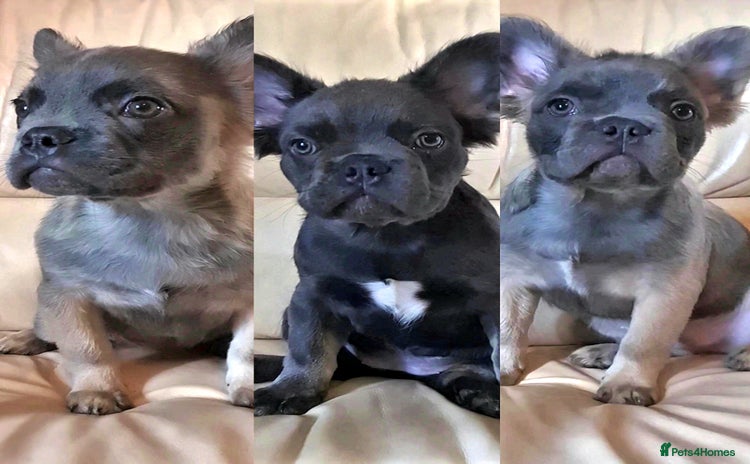 French Bulldog dogs in Beckenham - Advert 7