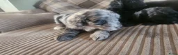 Cockapoo dogs for sale: Cockerpoo pups  - Advert 3
