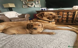 Goldador dogs for sale: Fox red lab x fox red retriever pups READY NOW - Image 22