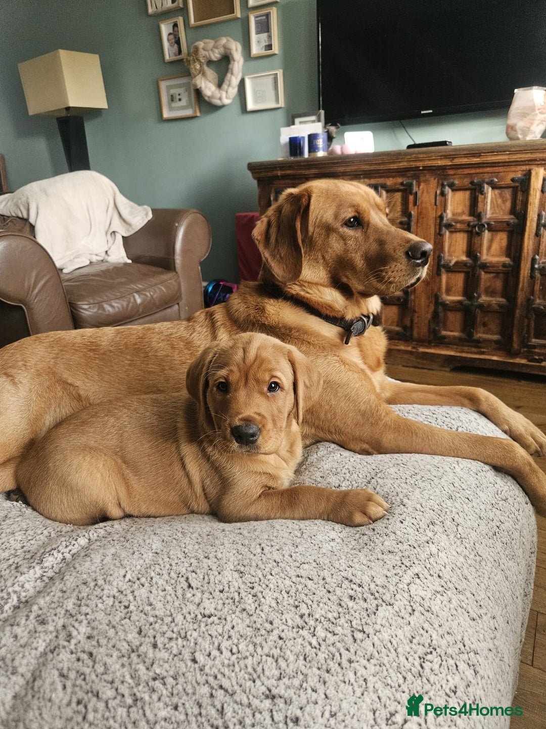 Goldador dogs for sale: Fox red lab x fox red retriever pups READY NOW - Image 22