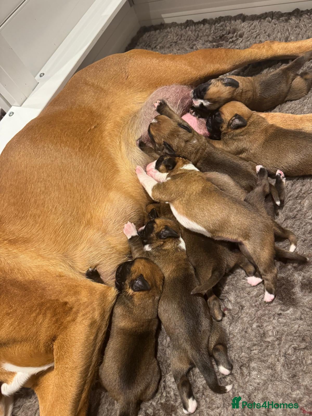 Boxer dogs Stunning KC Registered Boxer Puppies – 0% COI - Advert 2