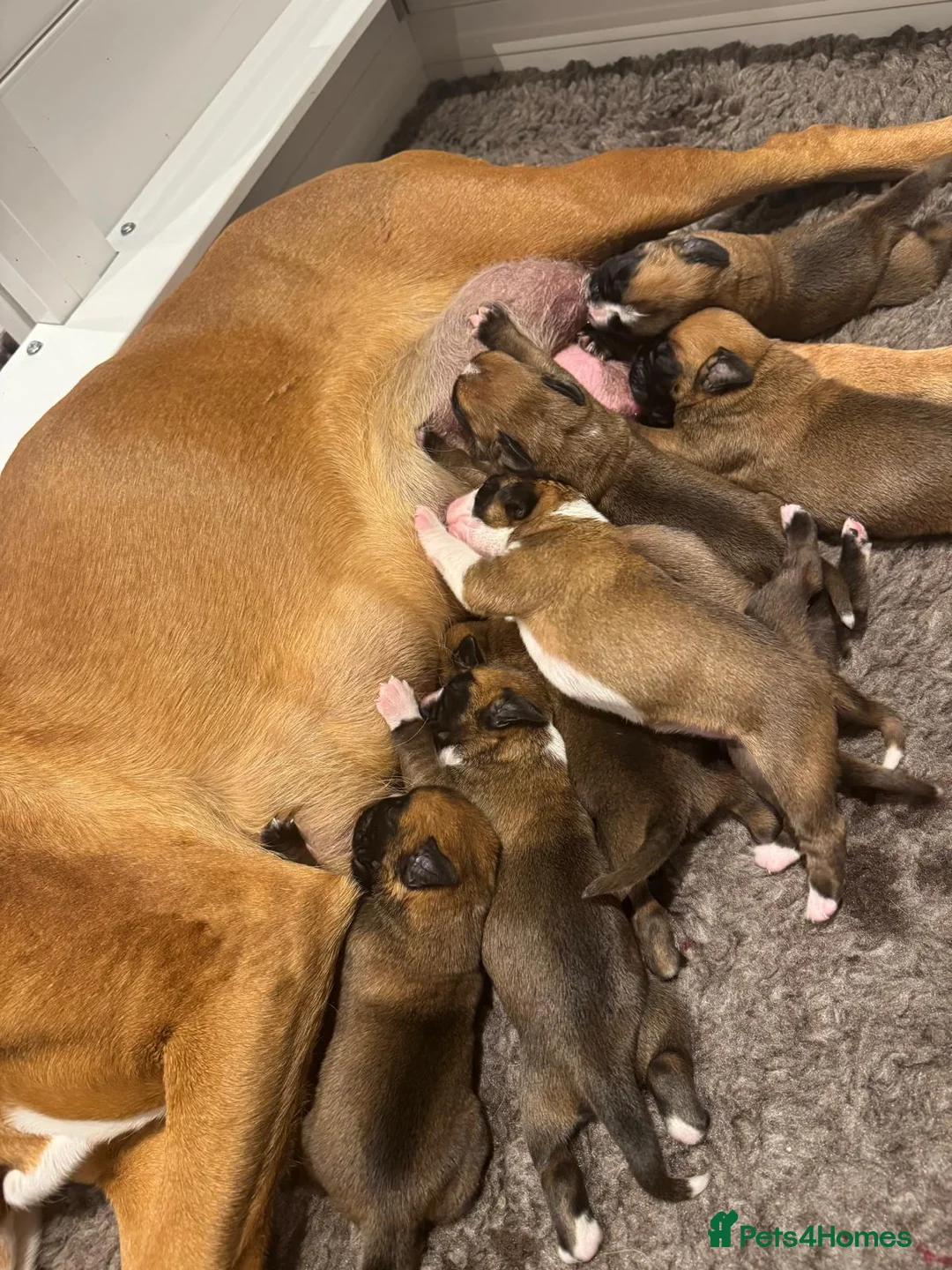 Boxer dogs for sale: Stunning KC Registered Boxer Puppies – 0% COI in Brentwood - Advert 2