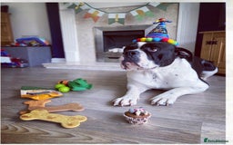 Mixed Breed dogs for sale: The is Frank - Advert 4