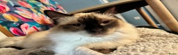 Ragdoll cats for sale: Stunning Ragdoll kittens for sale - Advert 12