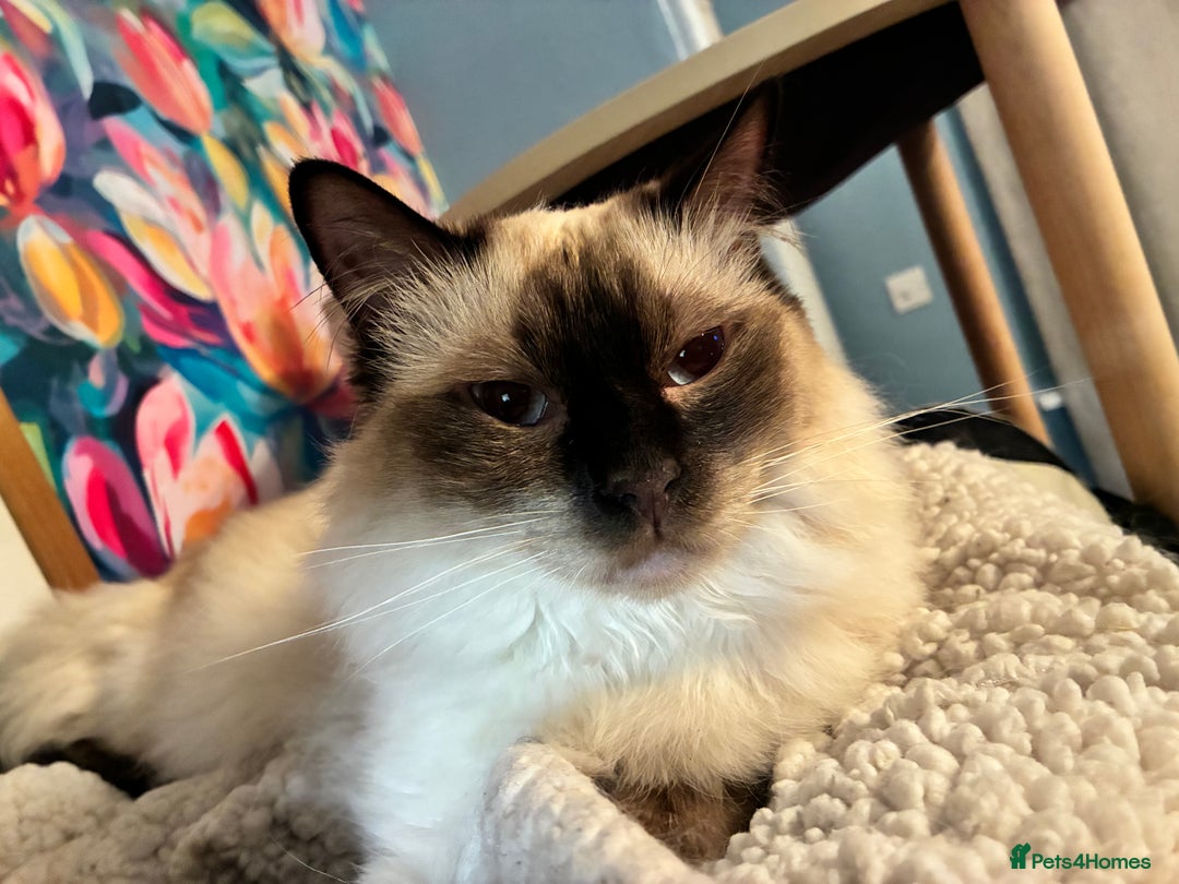 Ragdoll cats for sale: Stunning Ragdoll kittens for sale - Advert 12