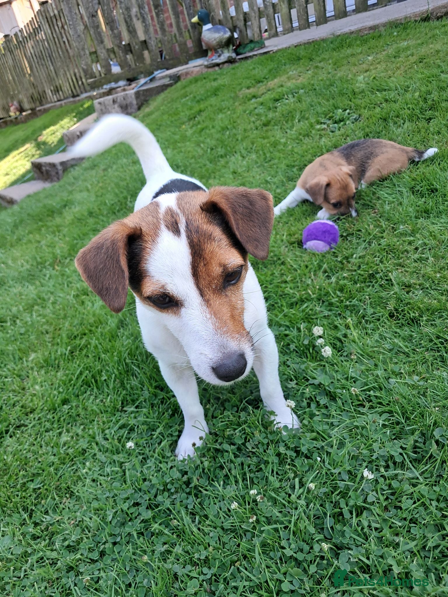 Jack Russell dogs Lorraine Fenton-cope  - Advert 1