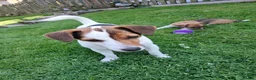 Jack Russell dogs for sale: Lorraine Fenton-cope  - Advert 1