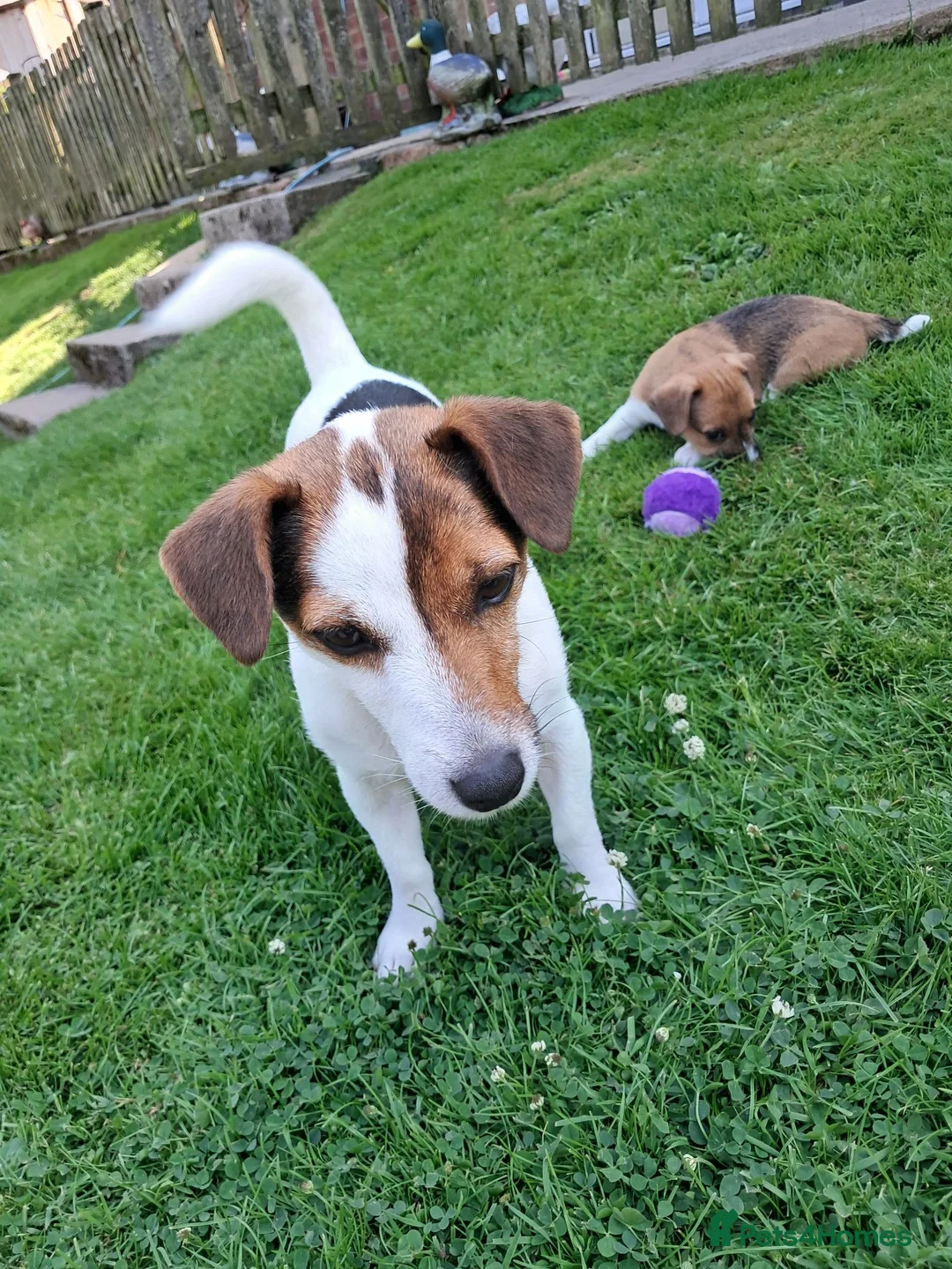 Jack Russell dogs for sale: Lorraine Fenton-cope  - Advert 1