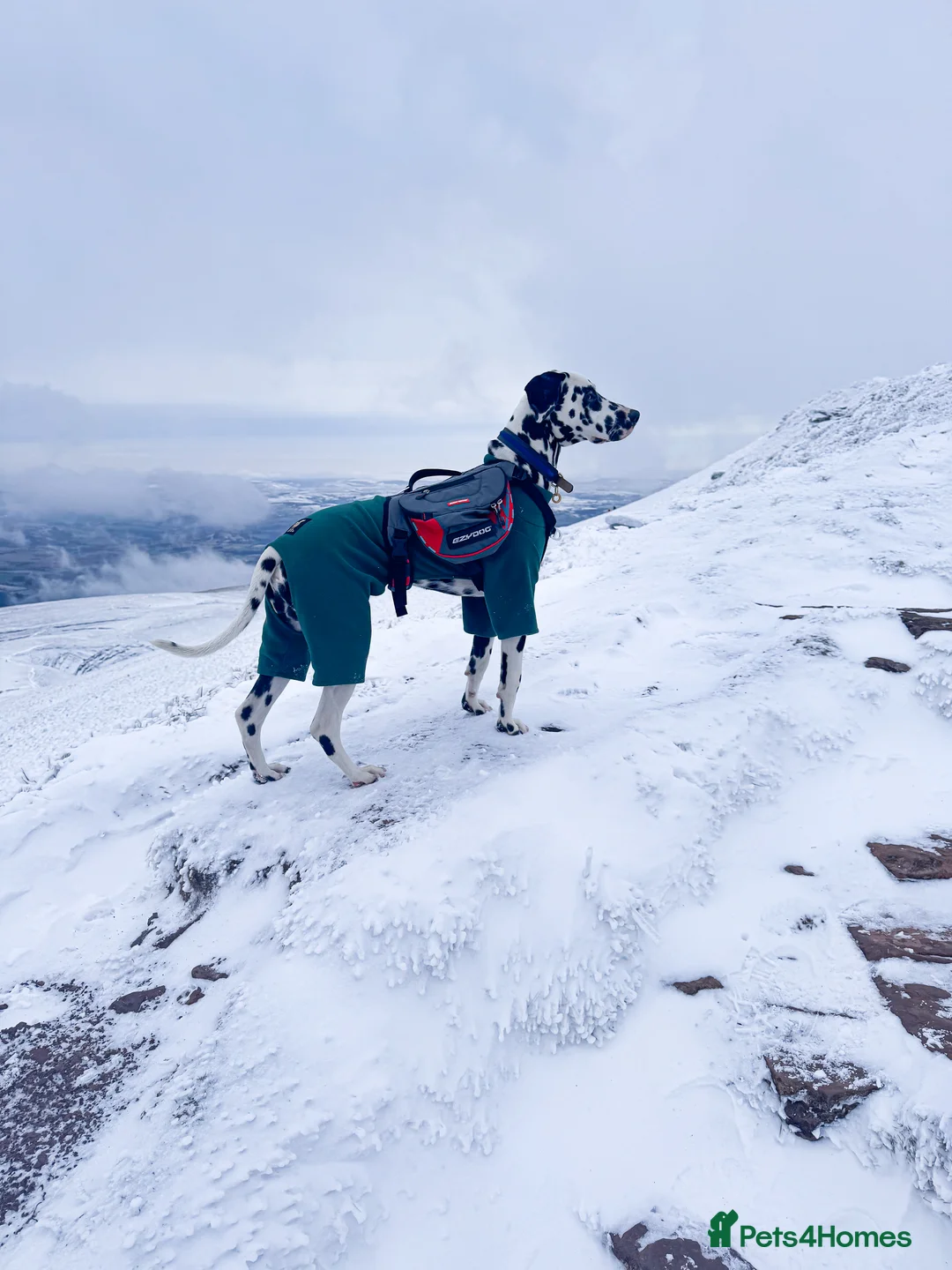 Dalmatian dogs for stud: KC Registered Dalmatain For Stud - Advert 5