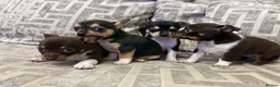 Chihuahua dogs for sale: Chihuahua puppies in Tilbury - Advert 7