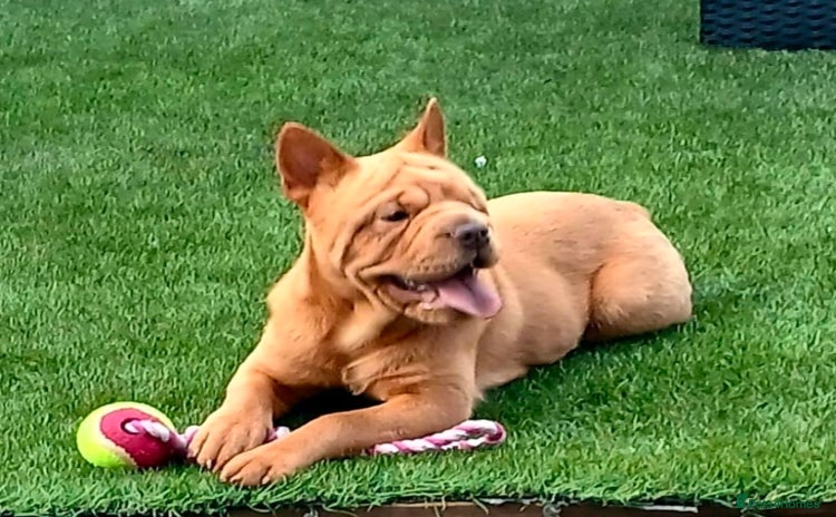 Mixed Breed dogs Stunning little beauty  - Advert 1