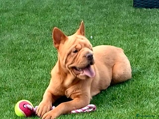 Mixed Breed dogs Stunning little beauty - Advert 7