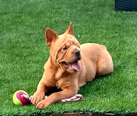 Mixed Breed dogs Stunning little beauty - Advert 1