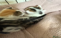 Bengal cats for sale: Bengal mix   in Manchester - Image 10