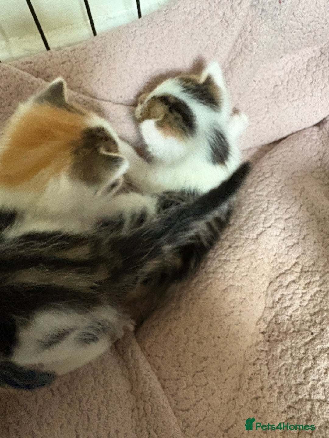 Bengal cats for sale: Bengal mix   in Manchester - Image 10