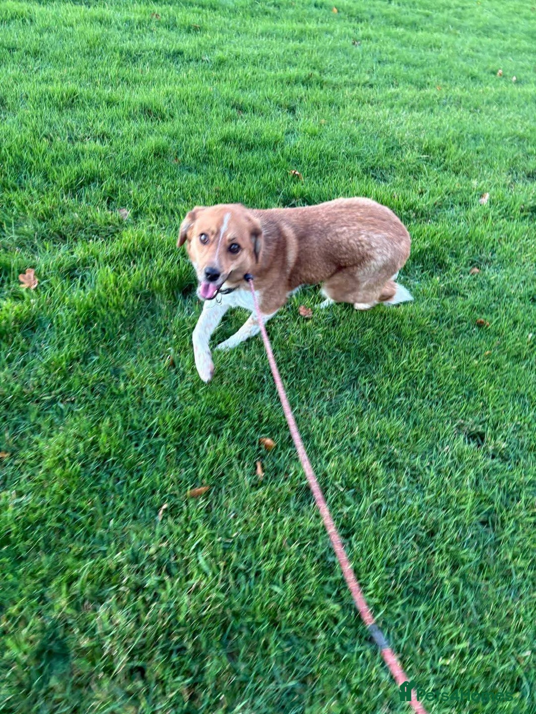 Mixed Breed dogs for adoption: Meet Bella, currently residing in Falkirk  - Advert 4