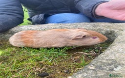 Guinea Pig rodents for sale: 2 Gorgeous Male Guineapigs  - Image 1