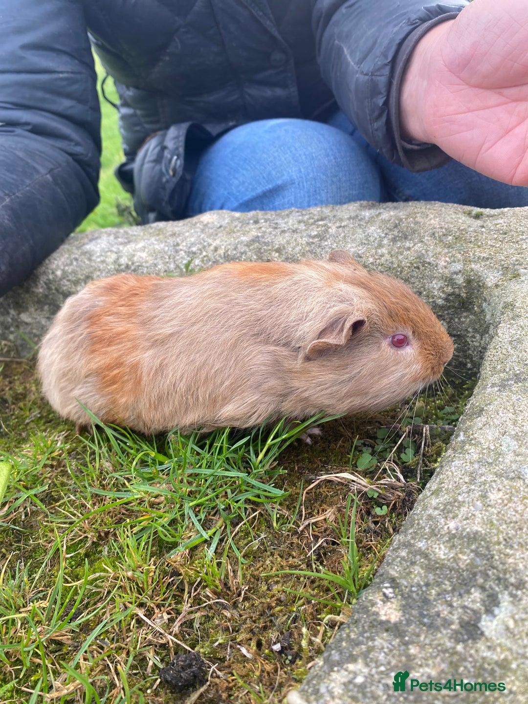 Guinea Pig rodents for sale: 2 Gorgeous Male Guineapigs  - Image 1