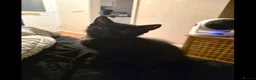 Mixed Breed cats for sale: Black kitten - Advert 2