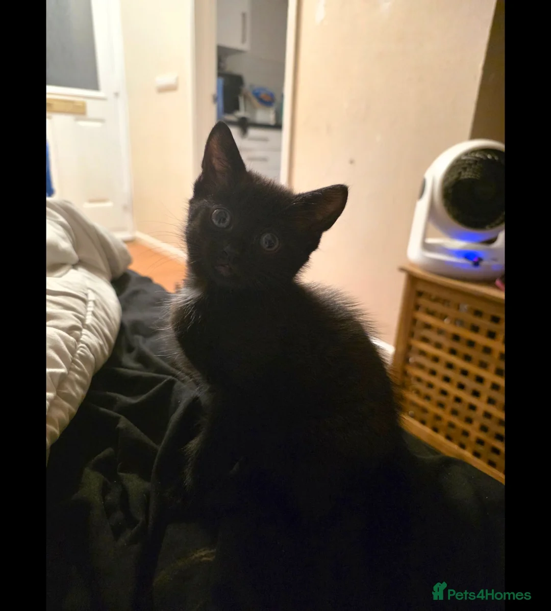 Mixed Breed cats for sale: Black kitten - Advert 2