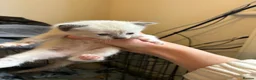 Mixed Breed cats for sale: 4 Kittens 2 white 2 Tabby - Advert 13