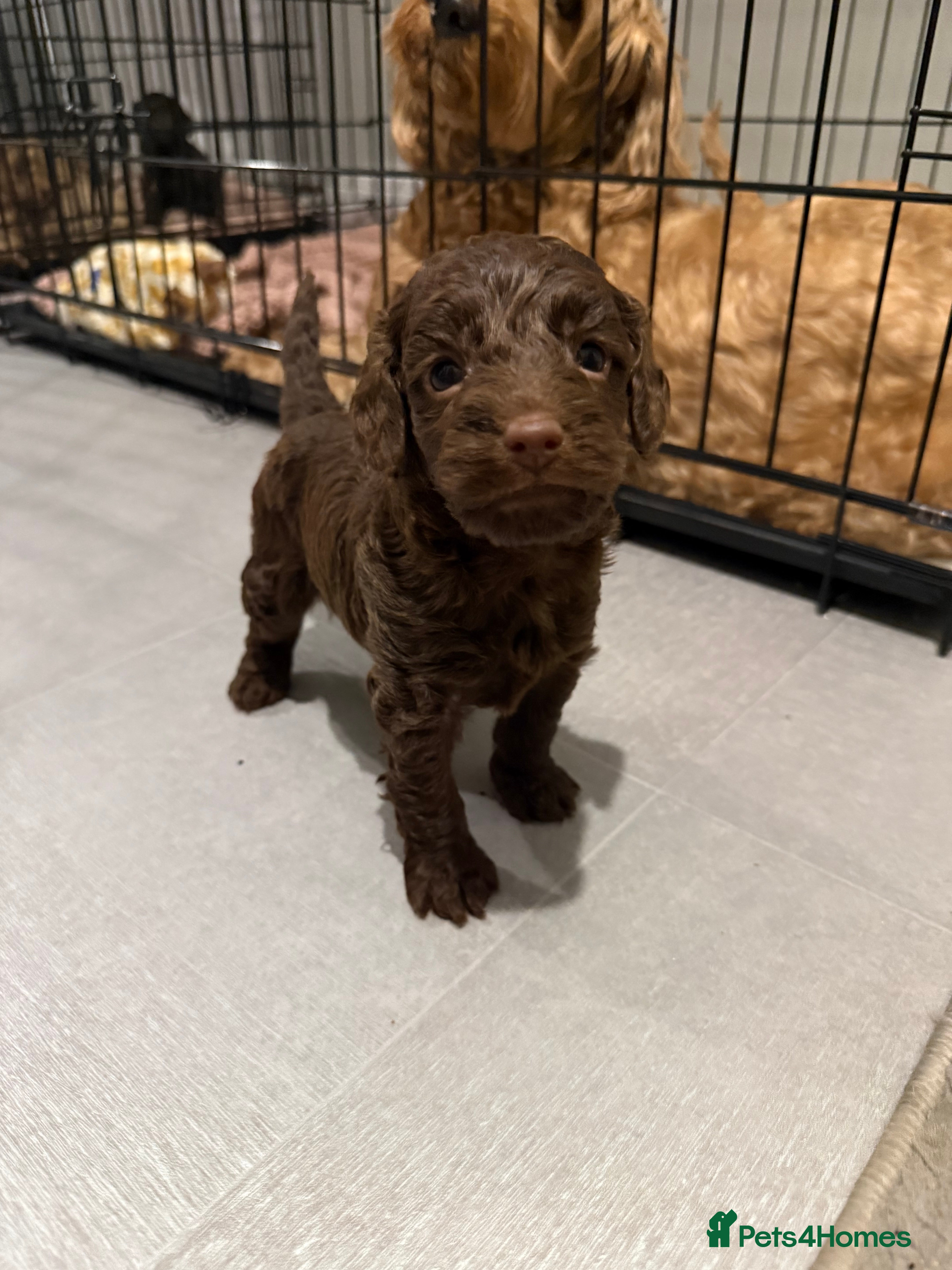 Cockapoo dogs Beautiful F2B cockapoos - Advert 1