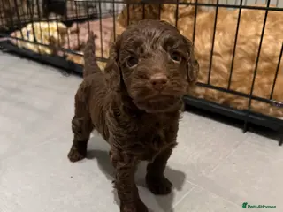 Cockapoo dogs Beautiful F2B cockapoos - Advert 3