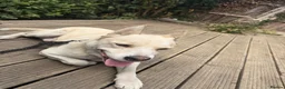 Mixed Breed dogs for sale: Experienced Dog Home Wanted for Milo in Ilford - Advert 2