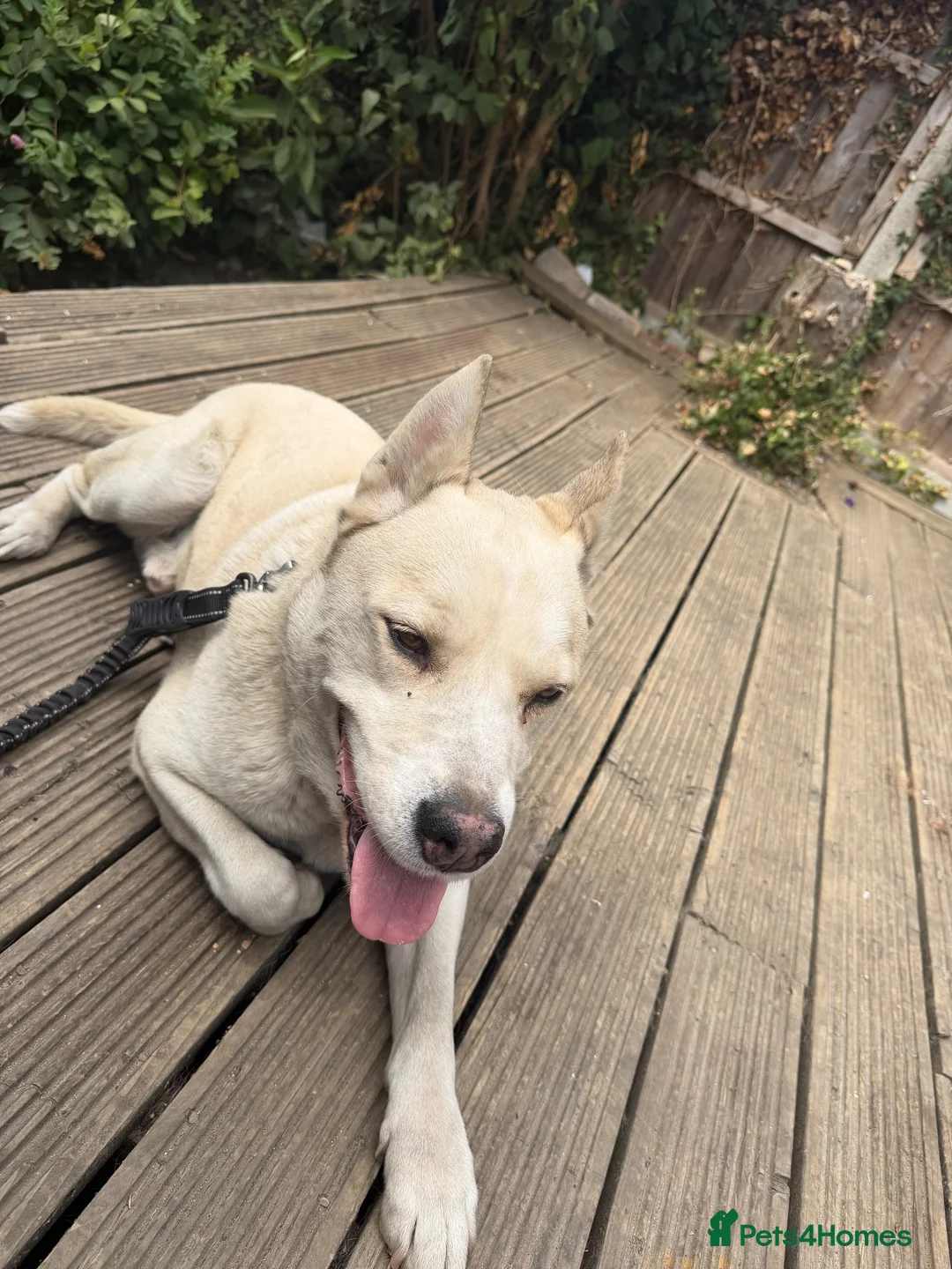 Mixed Breed dogs for sale: Experienced Dog Home Wanted for Milo in Ilford - Advert 2