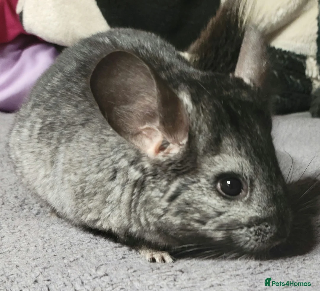 Chinchilla rodents for sale: 4 baby grey female chinchillas - Advert 8