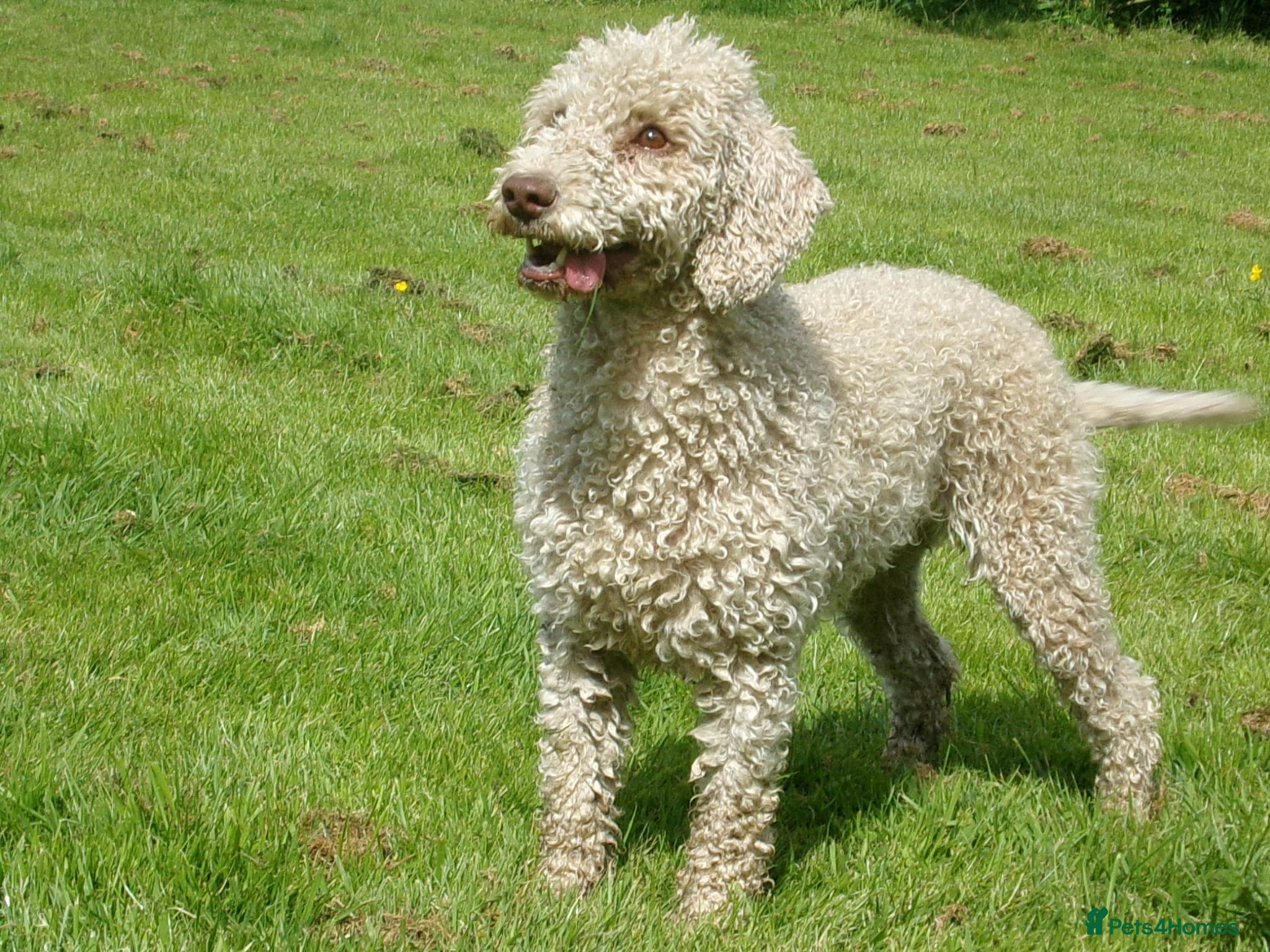 Bedlington Terrier dogs KC reg, CT clear Bedlington terrier puppies - Advert 2
