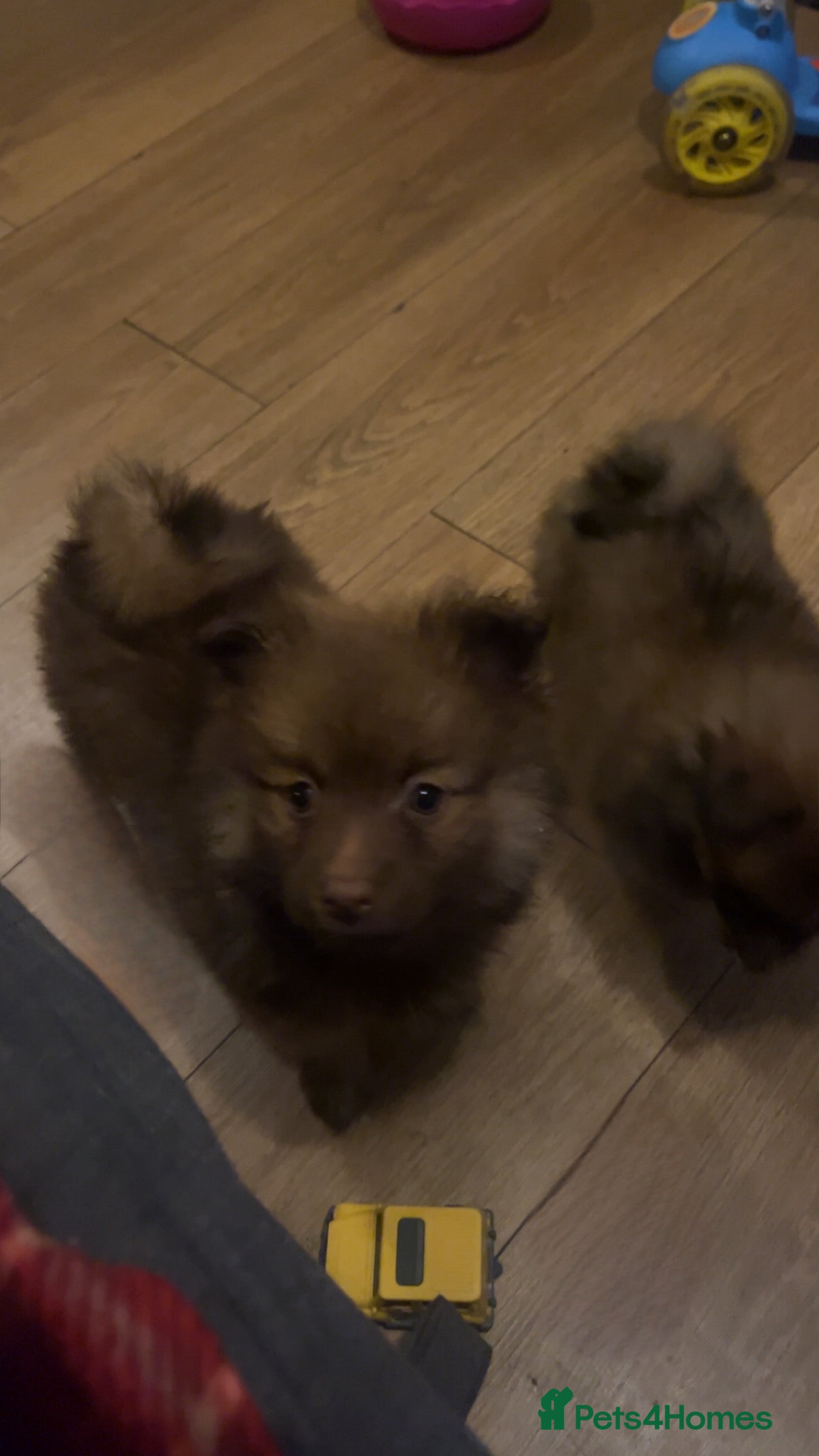 Pomchi dogs Pomeranian x pomchi puppys - Advert 15